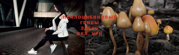 гашик Богданович